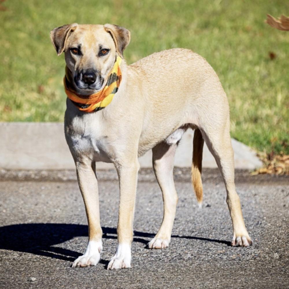 Clyde, a Adoptable Mixed Breed in Hurricane, UT image 5/6