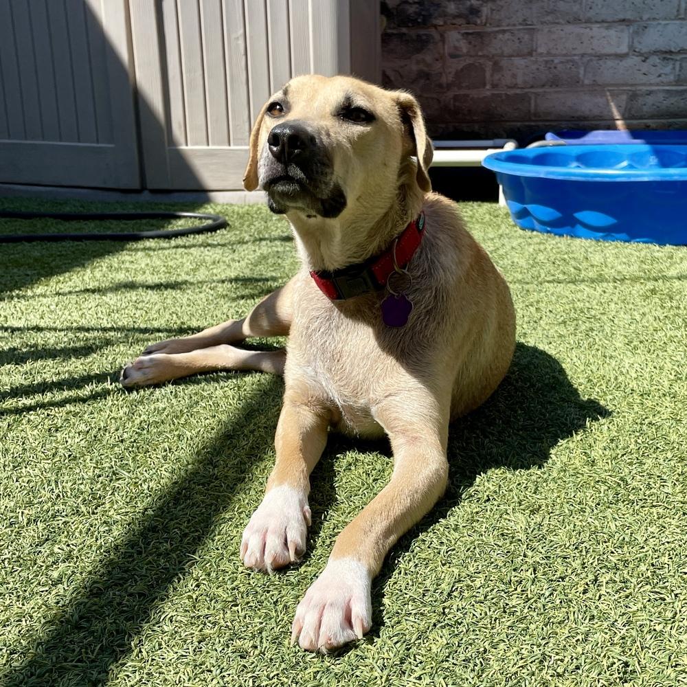 Clyde, a Adoptable Mixed Breed in Hurricane, UT image 6/6