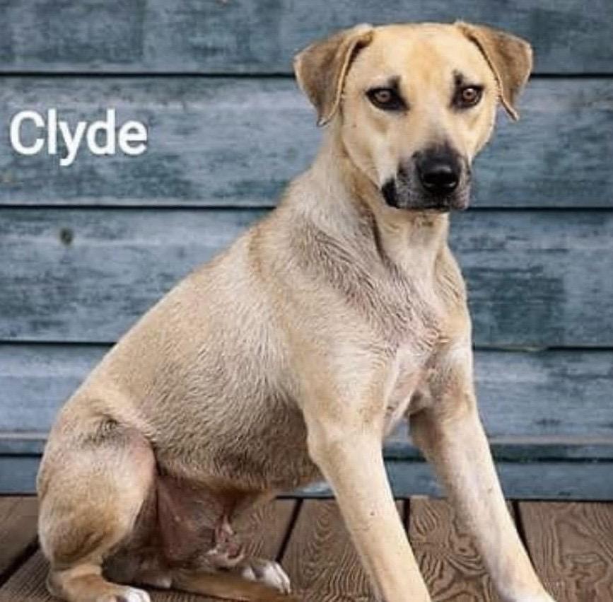 Clyde, Adoptable, Adult Male Mixed Breed.