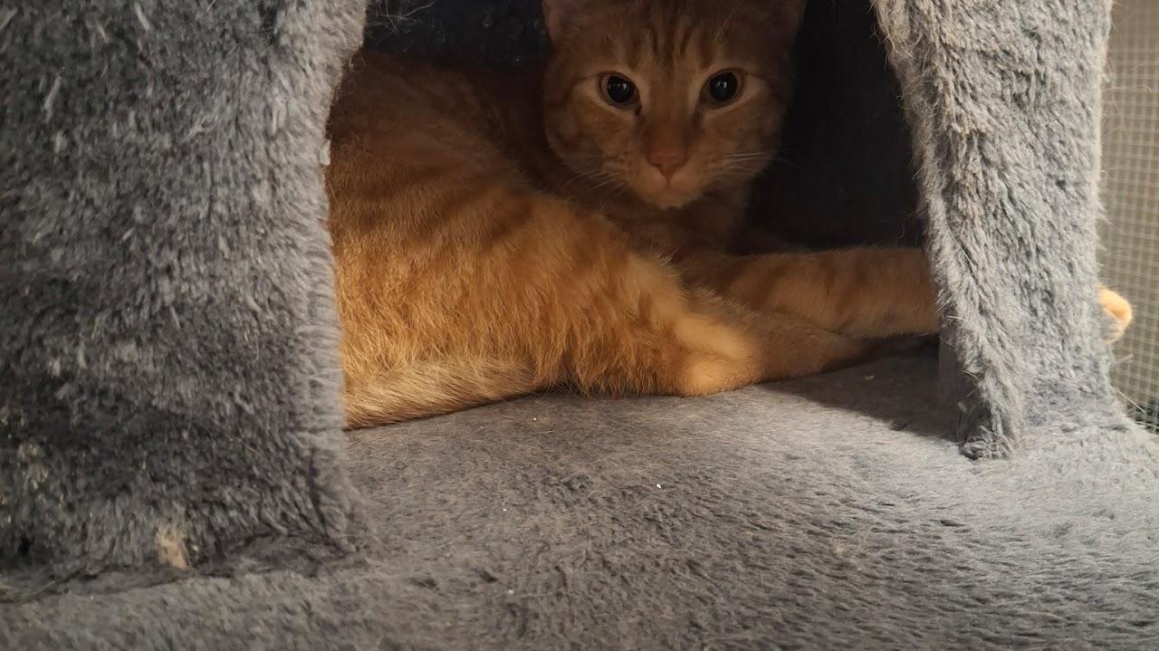 Enlarge Tommy, a ADOPTABLE Tabby in Tombstone, AZ image 1/1