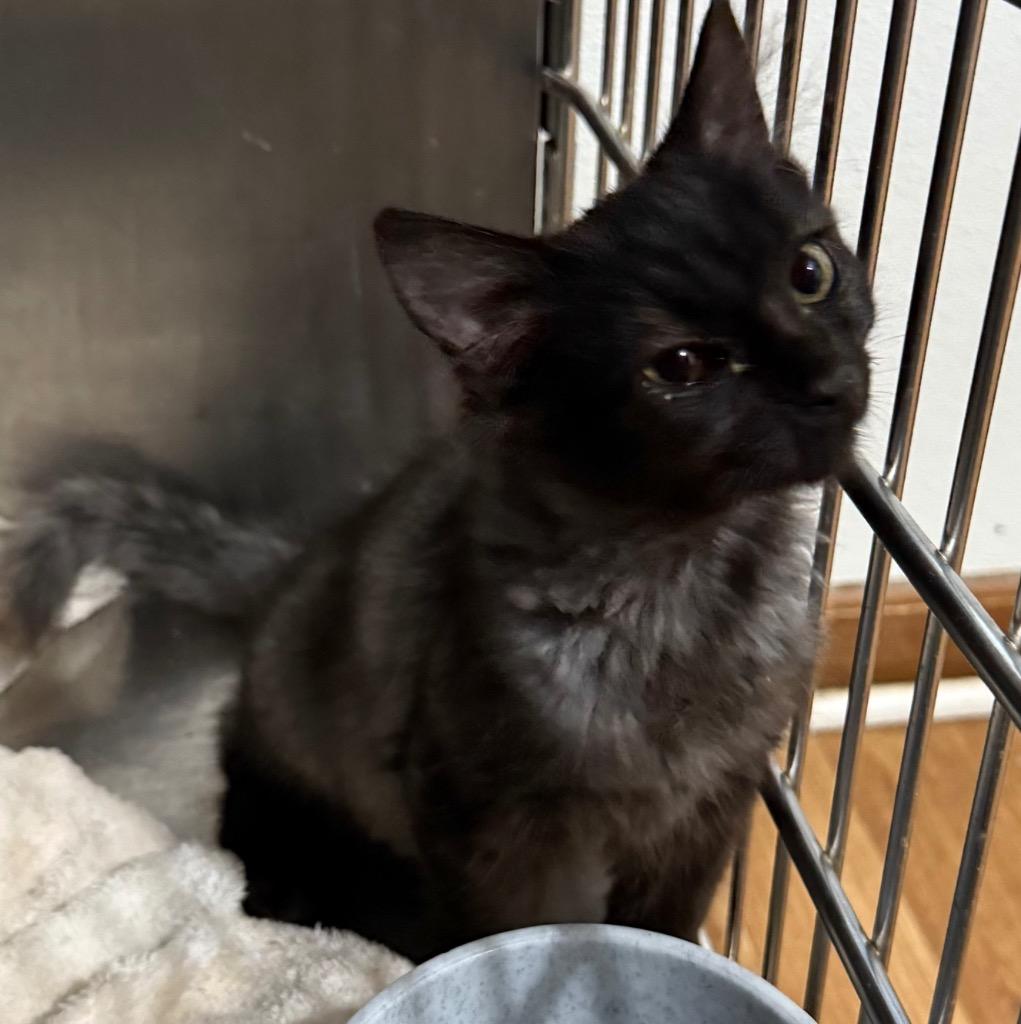 Pookie Wookie, Adoptable, Young Male Maine Coon & Domestic Long Hair.