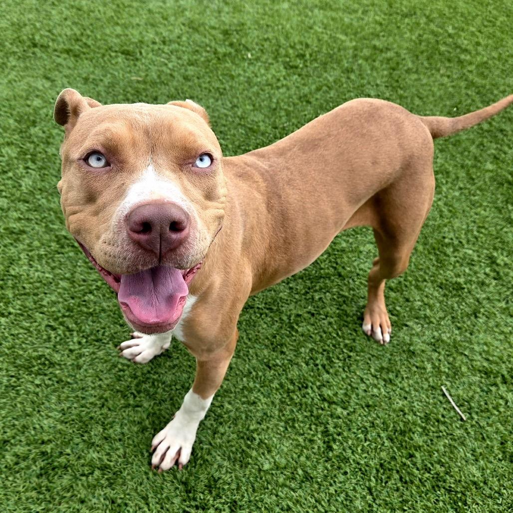 Enlarge Gadget, a Adoptable Pit Bull Terrier in Idaho Falls, ID image 1/5