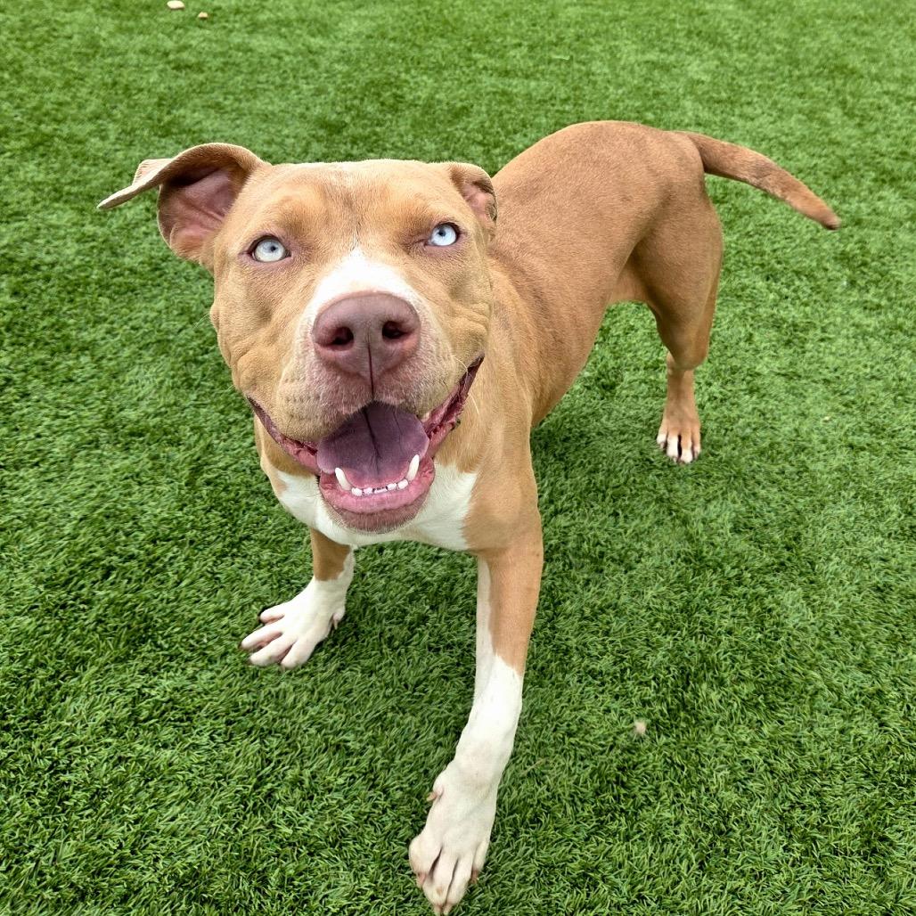 Enlarge Gadget, a Adoptable Pit Bull Terrier in Idaho Falls, ID image 3/5