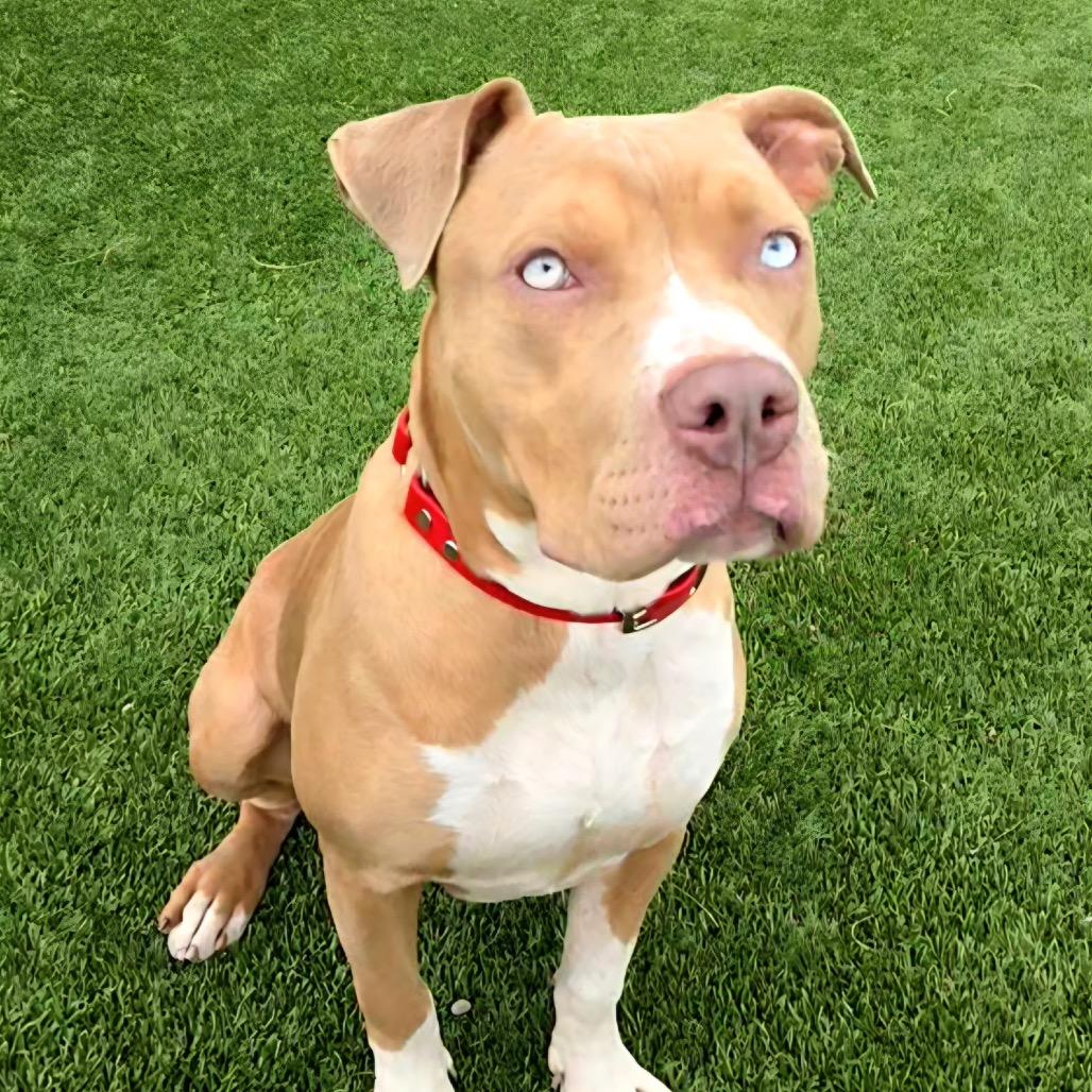 Enlarge Gadget, a Adoptable Pit Bull Terrier in Idaho Falls, ID image 5/5