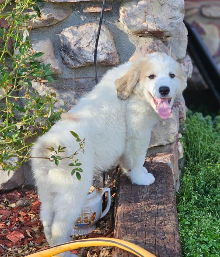 Enlarge Cumin, an adopted mixed breed in Enfield , CT image 1/4