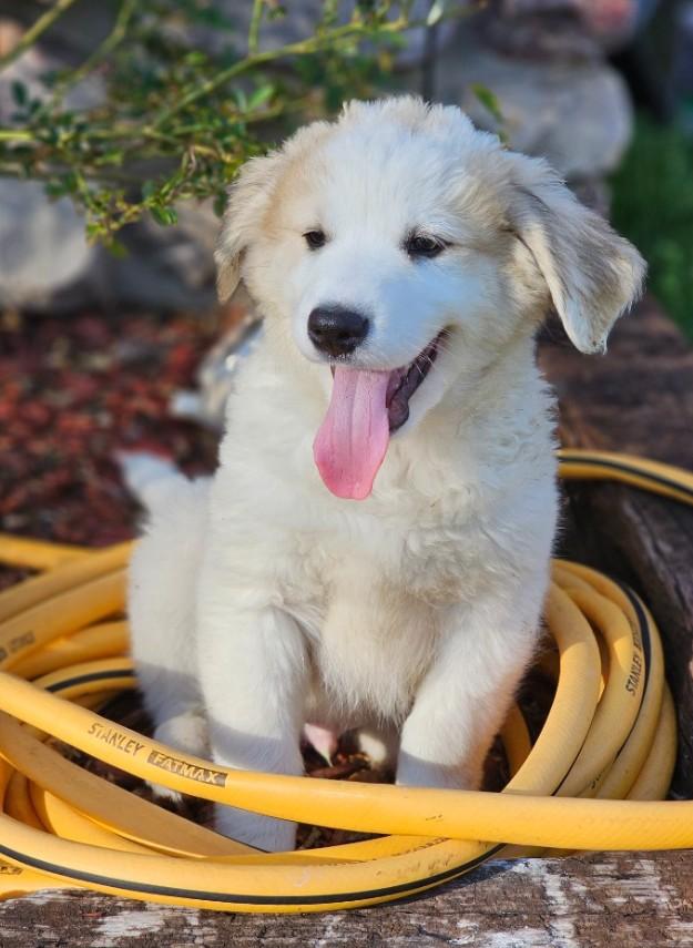 Enlarge Cumin, an adopted mixed breed in Enfield , CT image 3/4