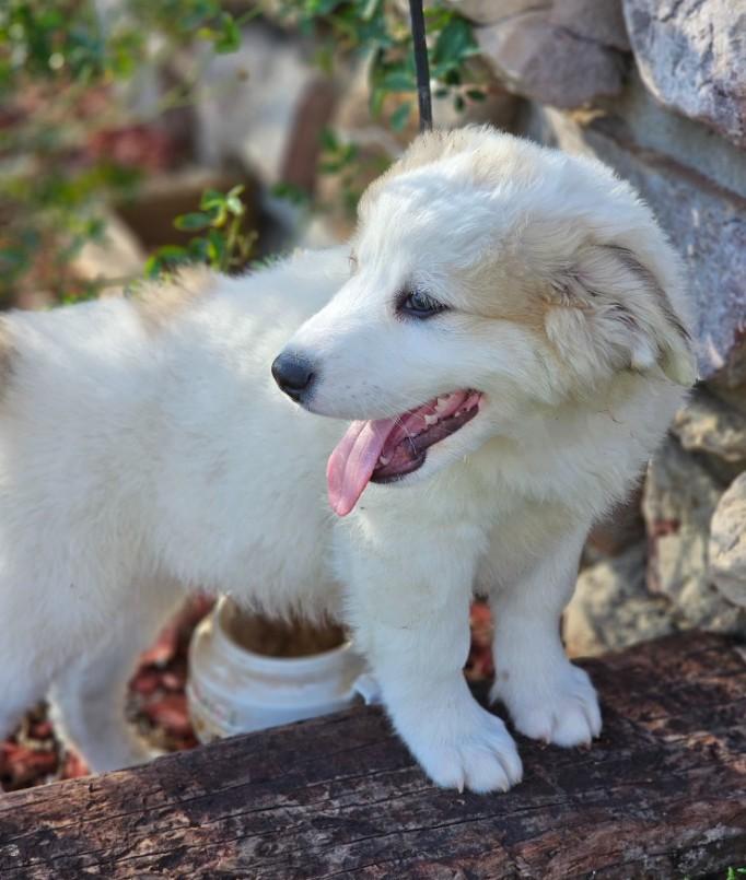 Enlarge Cumin, an adopted mixed breed in Enfield , CT image 2/4