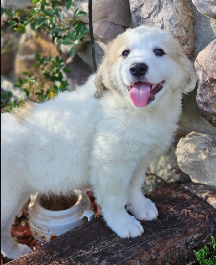 Enlarge Cumin, an adopted mixed breed in Enfield , CT image 4/4