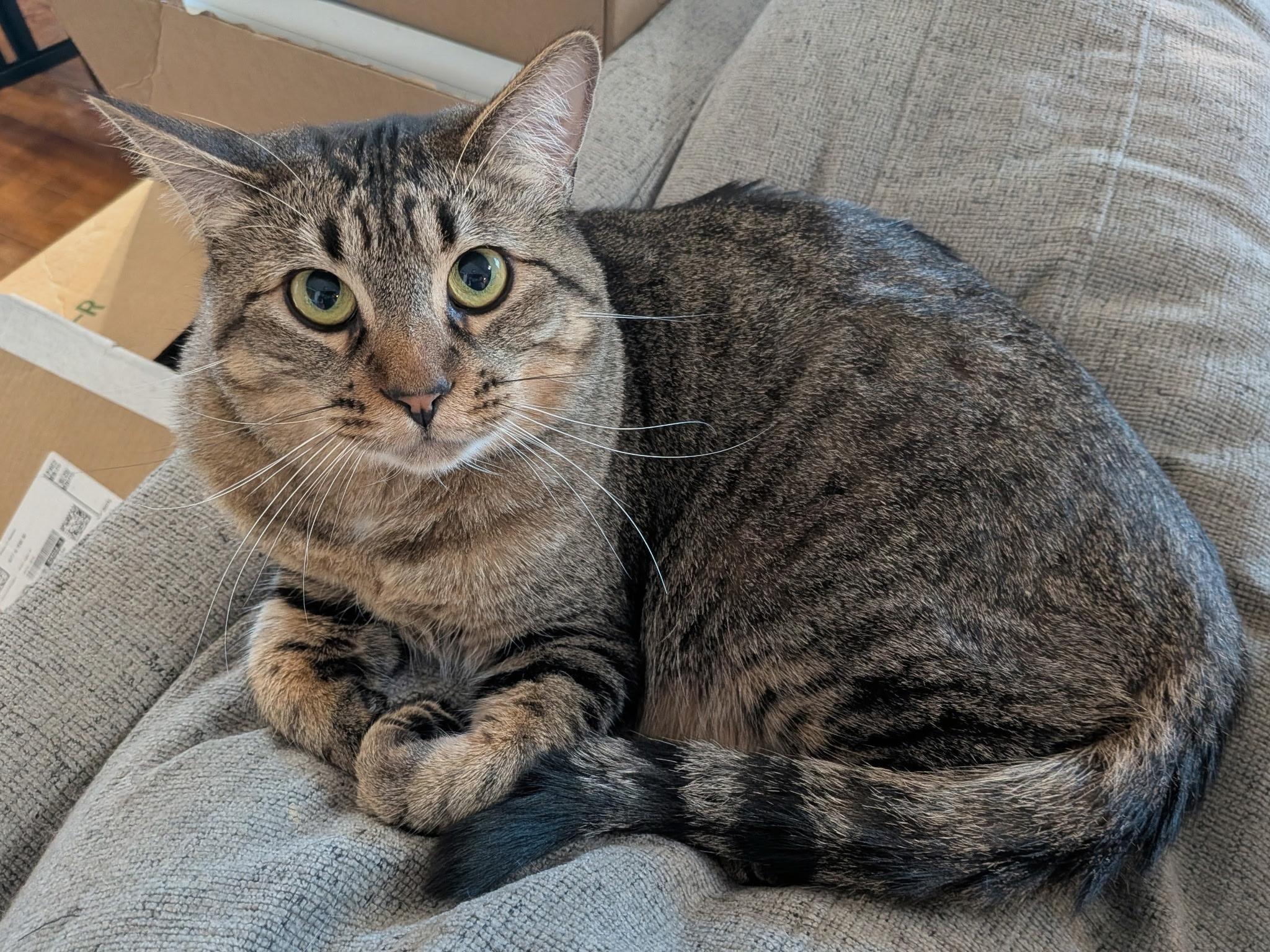 Pip, an adopted Tabby in Millville, UT image 2/3