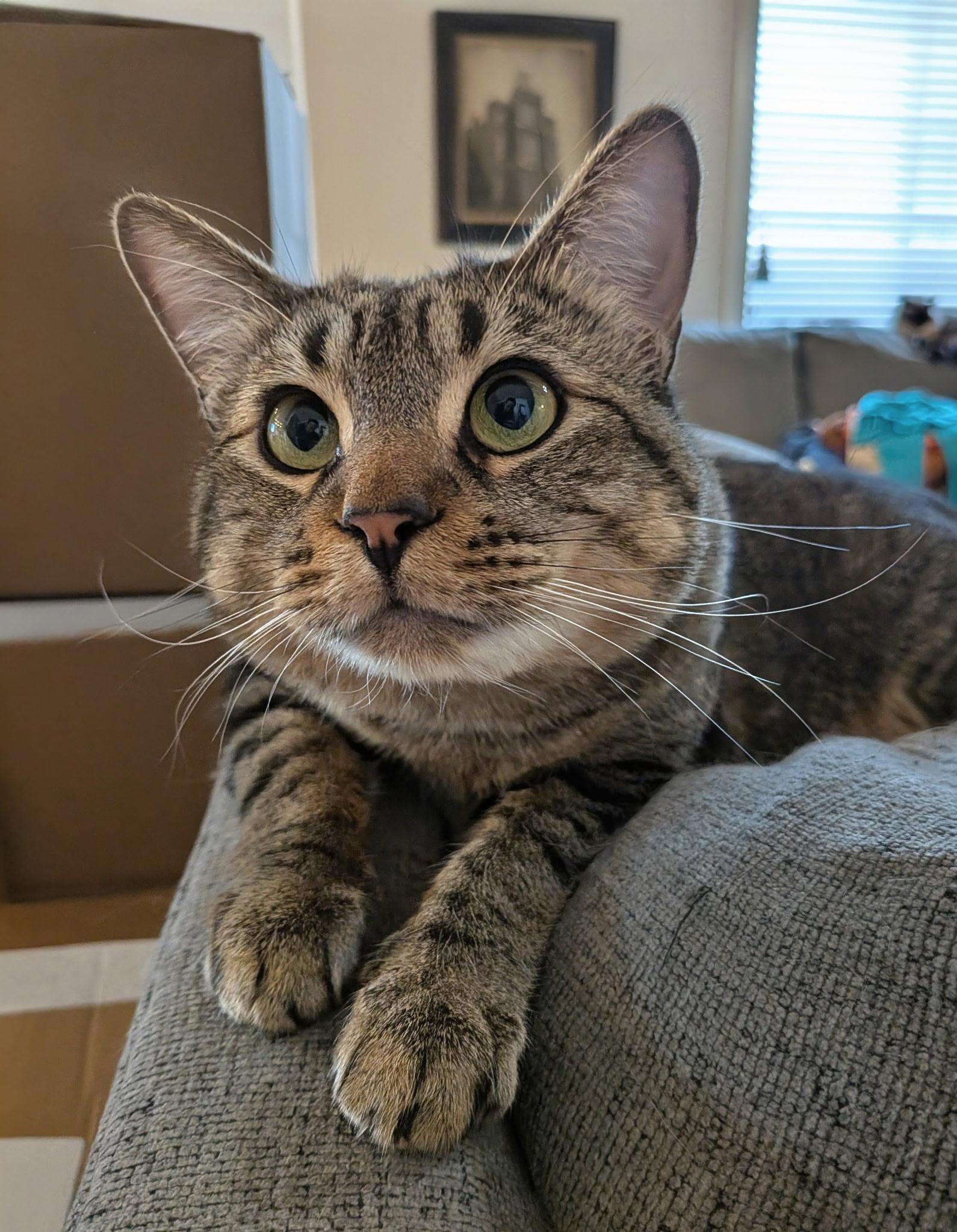 Pip, adopted, Young Male Tabby.