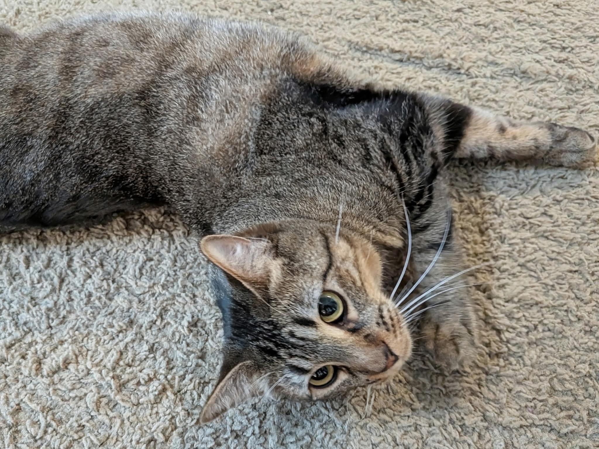 Pip, an adopted Tabby in Millville, UT image 3/3