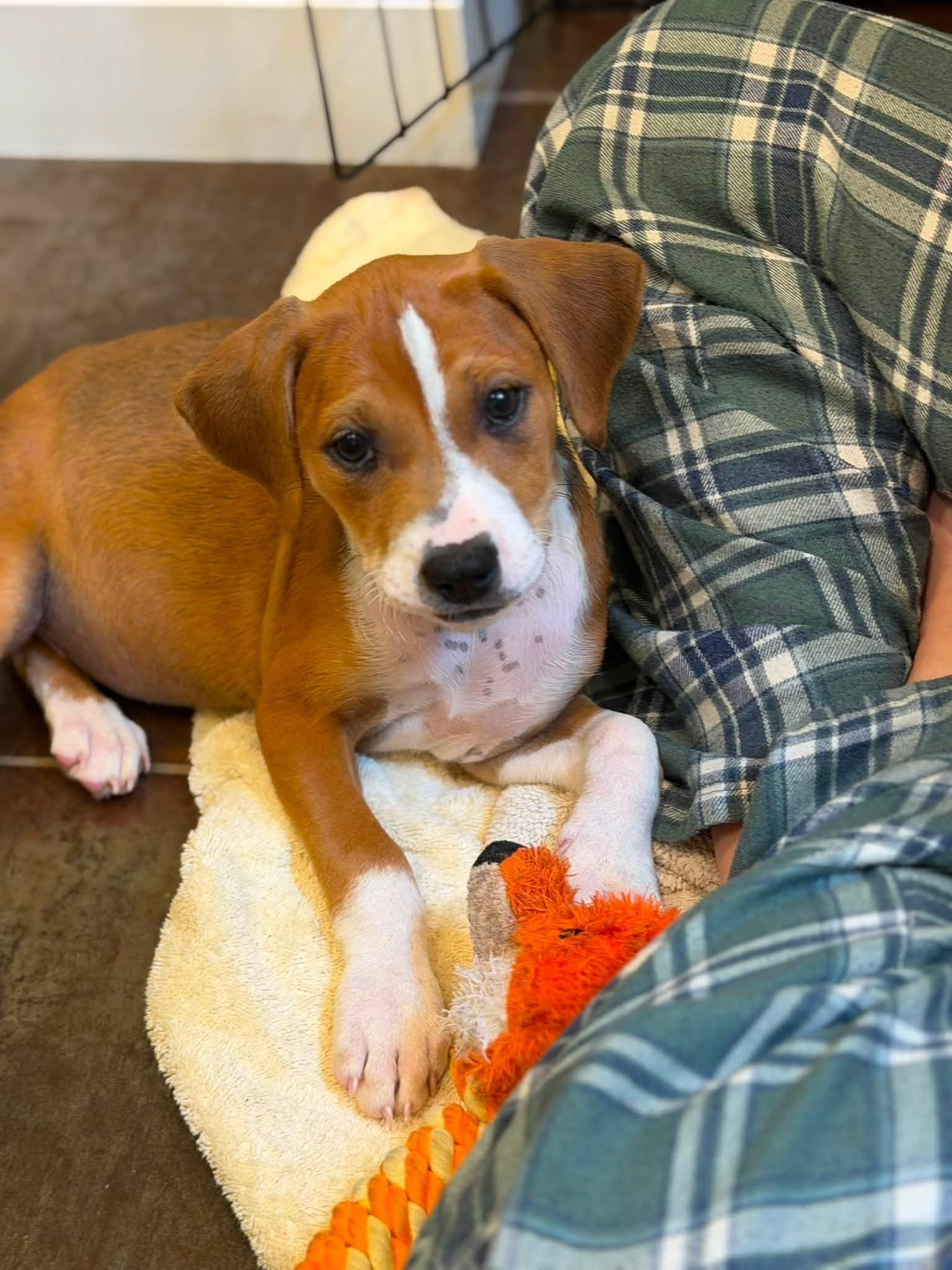 Biscotti, ADOPTABLE, Puppy Female Mixed Breed.