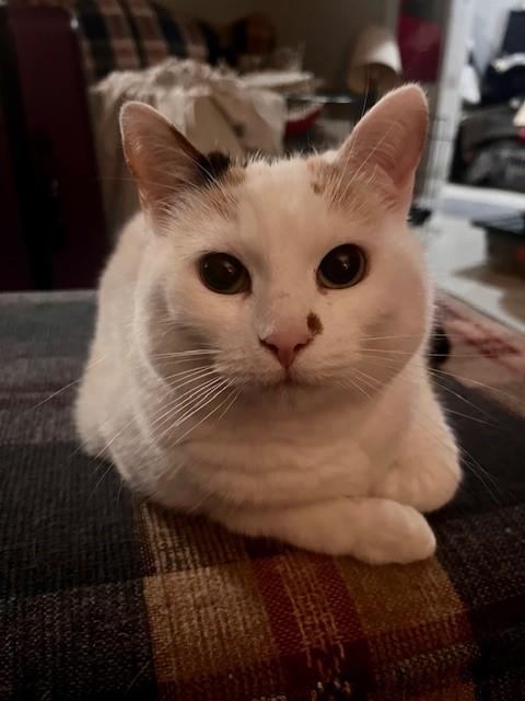 Enlarge Chloe & Creamsicle, a ADOPTABLE Domestic Short Hair in Fredericton, NB image 2/3