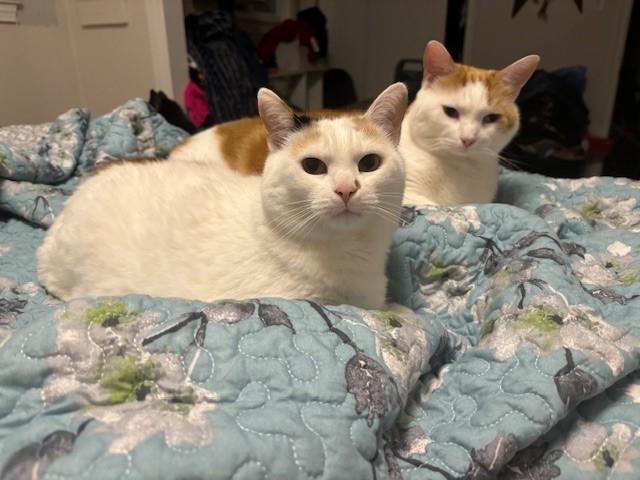 Enlarge Chloe & Creamsicle, a ADOPTABLE Domestic Short Hair in Fredericton, NB image 3/3