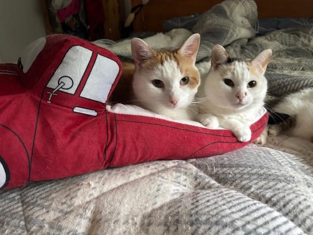 Chloe & Creamsicle, ADOPTABLE, Adult Male Domestic Short Hair.