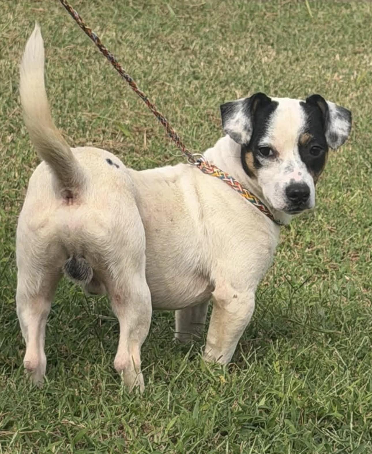 Lambo, Adoptable, Adult Male Dachshund & Rat Terrier.
