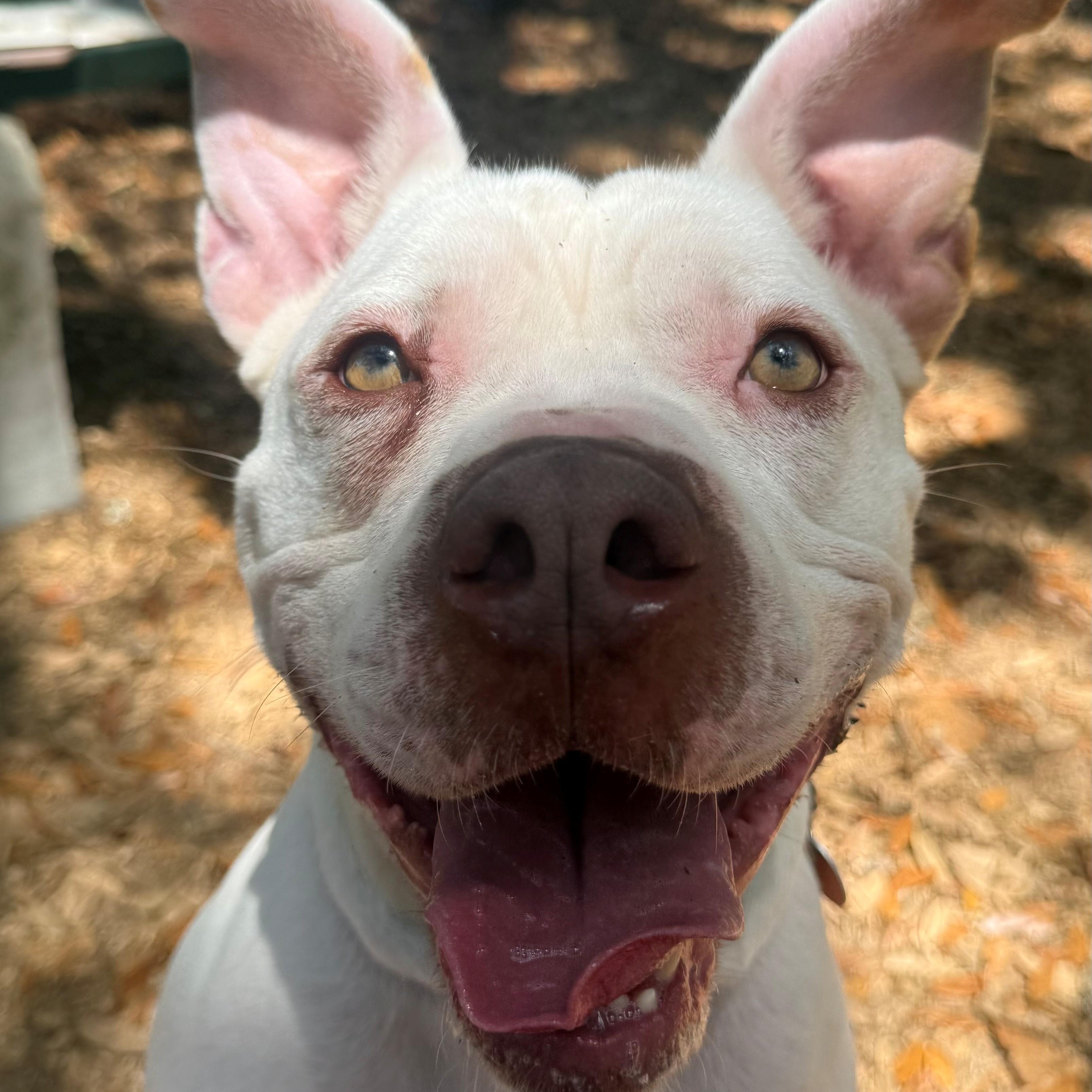Enlarge Chance, a ADOPTABLE Pit Bull Terrier in St. Augustine, FL image 3/4