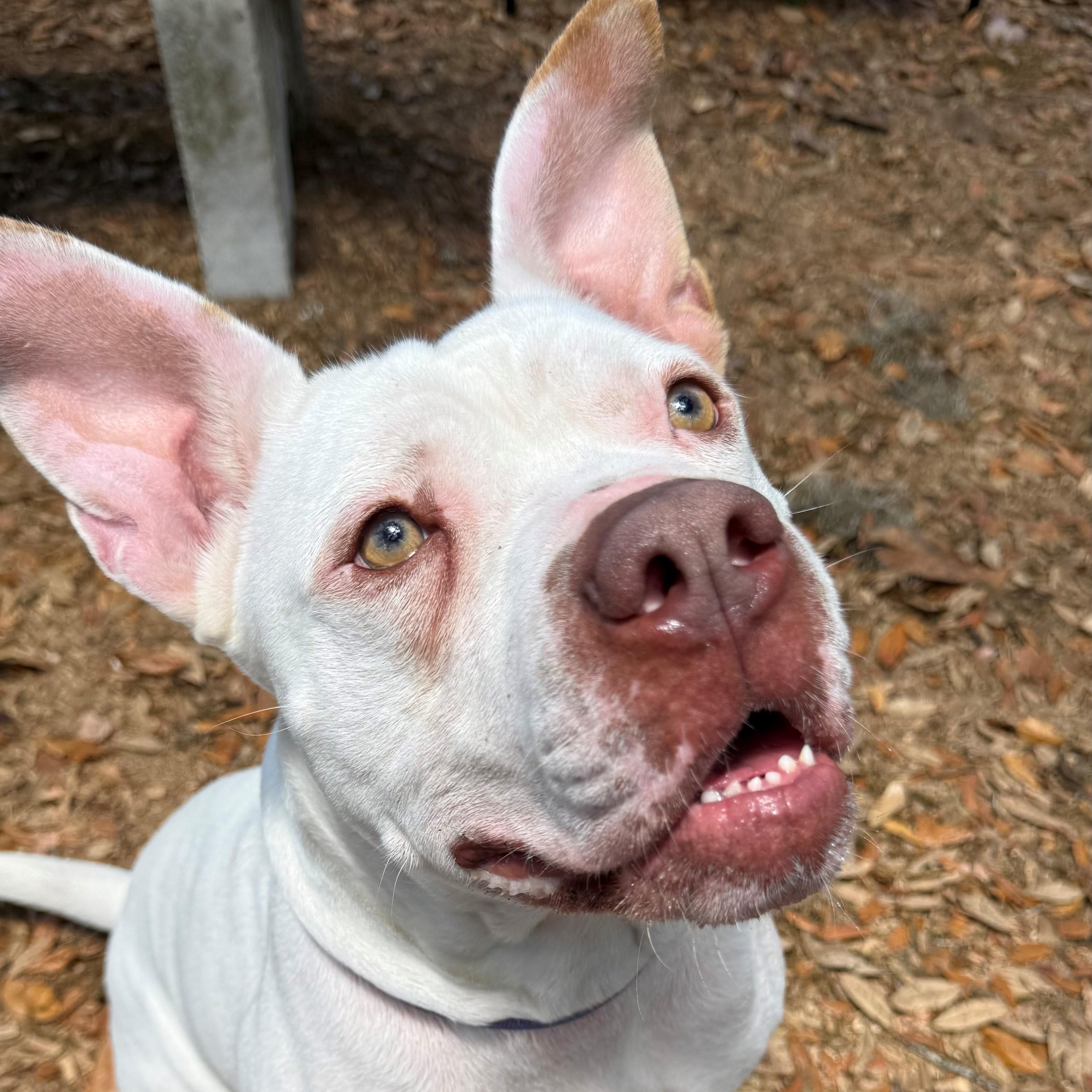 Enlarge Chance, a ADOPTABLE Pit Bull Terrier in St. Augustine, FL image 4/4