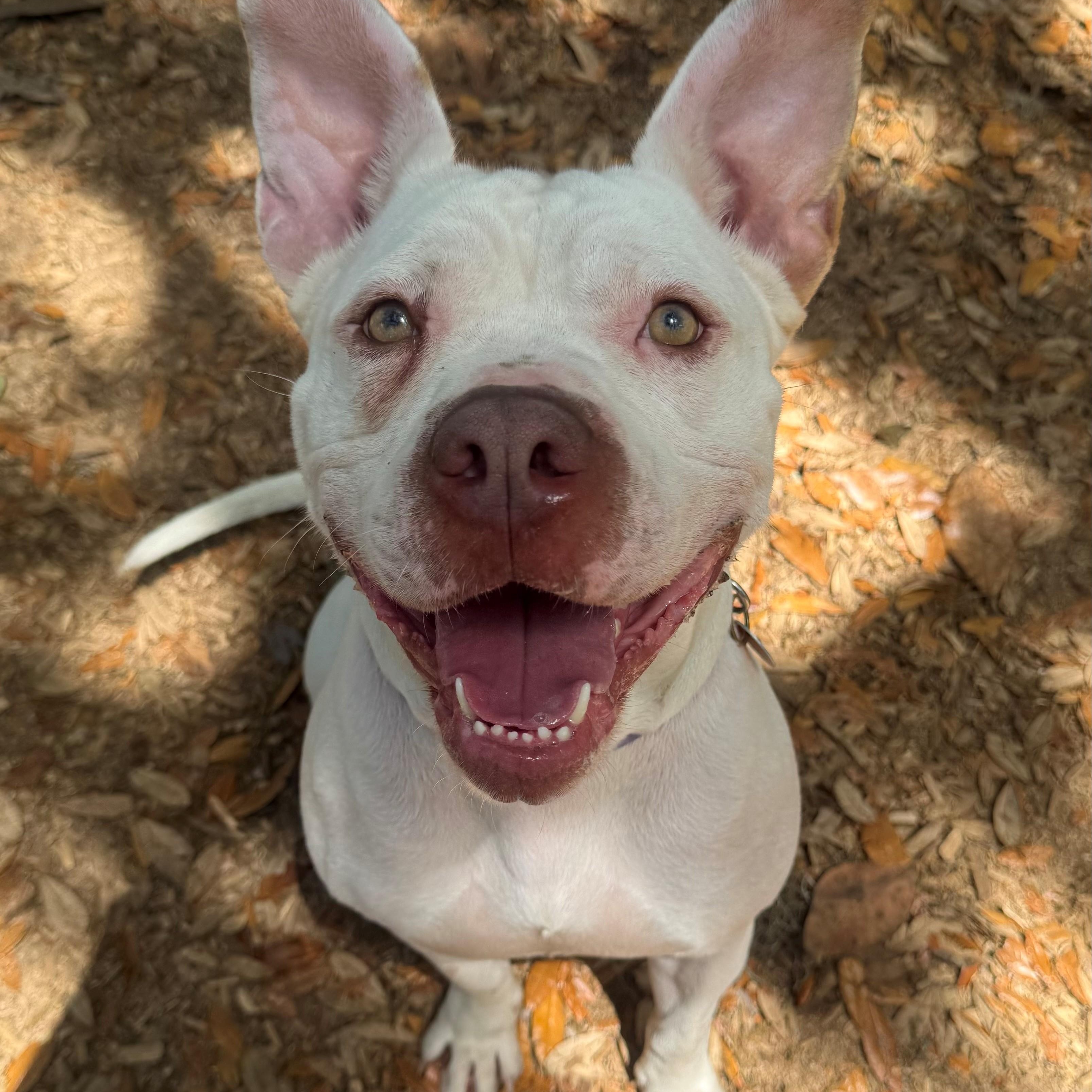 Chance, ADOPTABLE, Adult Male Pit Bull Terrier.