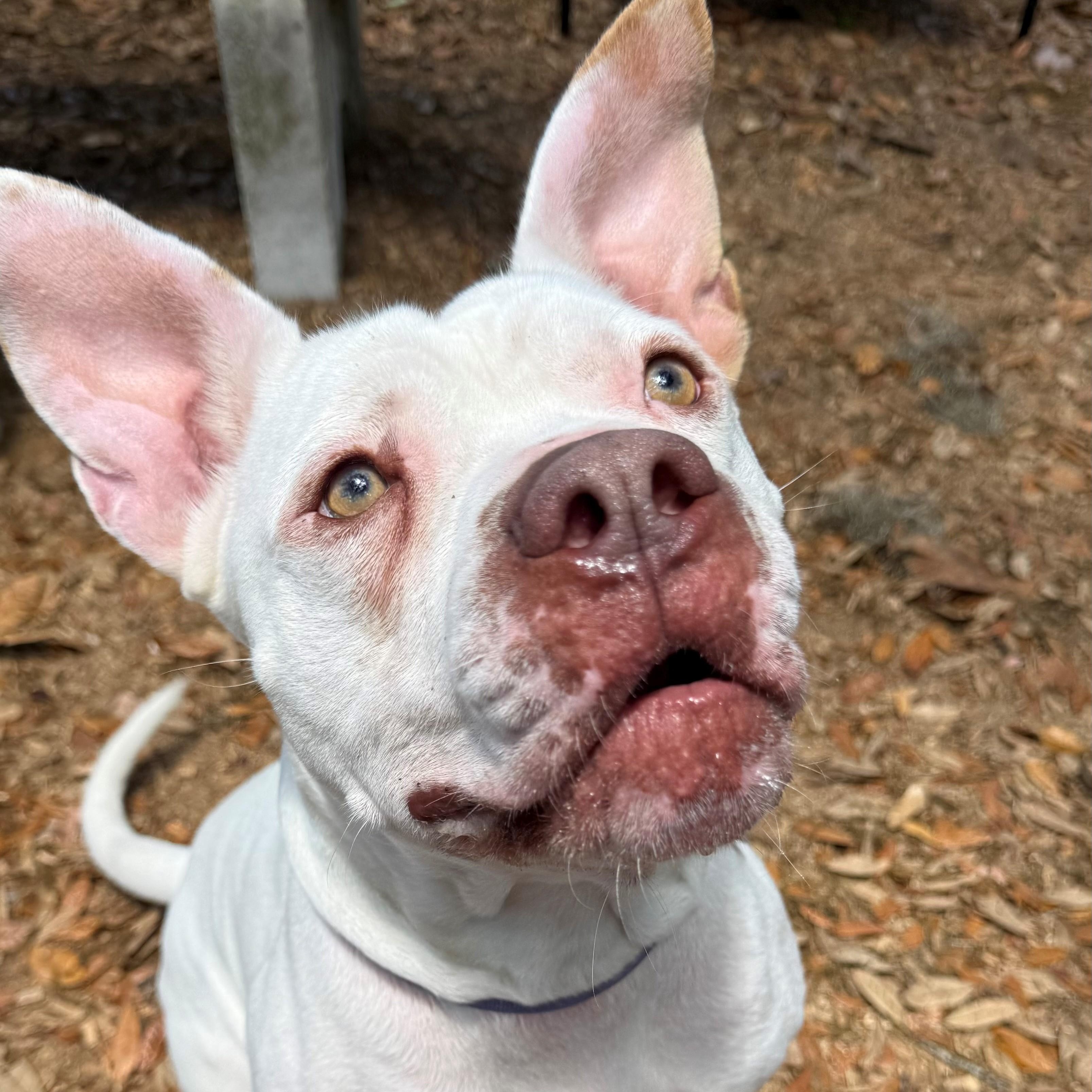 Enlarge Chance, a ADOPTABLE Pit Bull Terrier in St. Augustine, FL image 2/4
