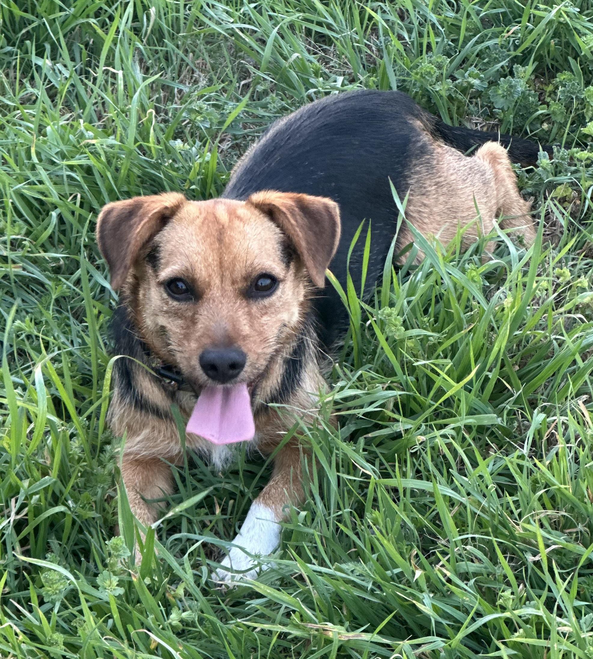 Amber, ADOPTABLE, Young Female Jack Russell Terrier.
