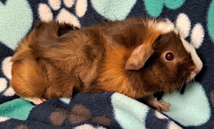 Enlarge Mocha, a Adoptable Abyssinian in Gary, IN image 1/3