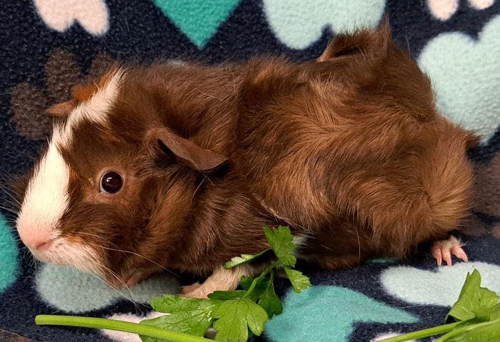 Enlarge Mocha, a Adoptable Abyssinian in Gary, IN image 2/3