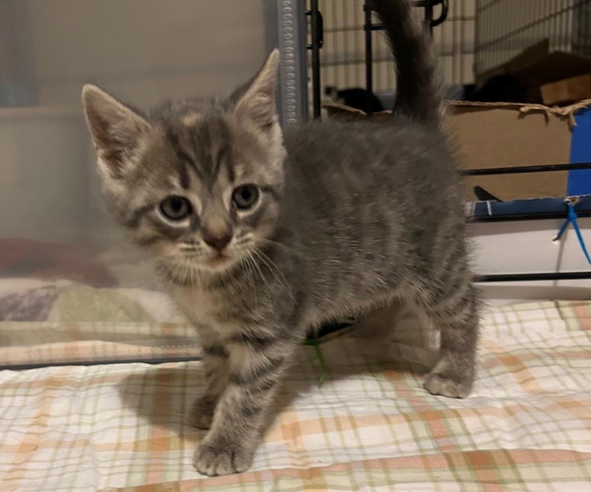 Cindy Brady, an adopted Domestic Short Hair in Floyd, VA image 5/6