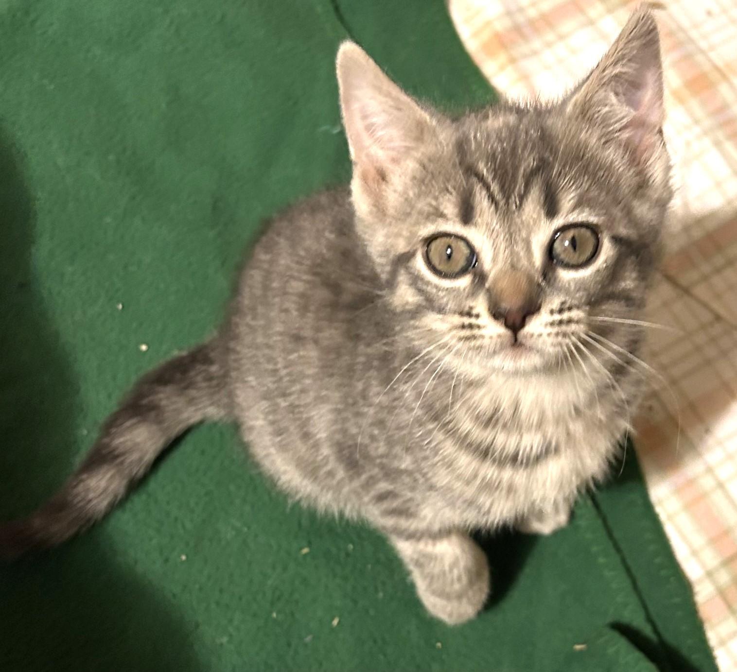 Cindy Brady, an adopted Domestic Short Hair in Floyd, VA image 3/6