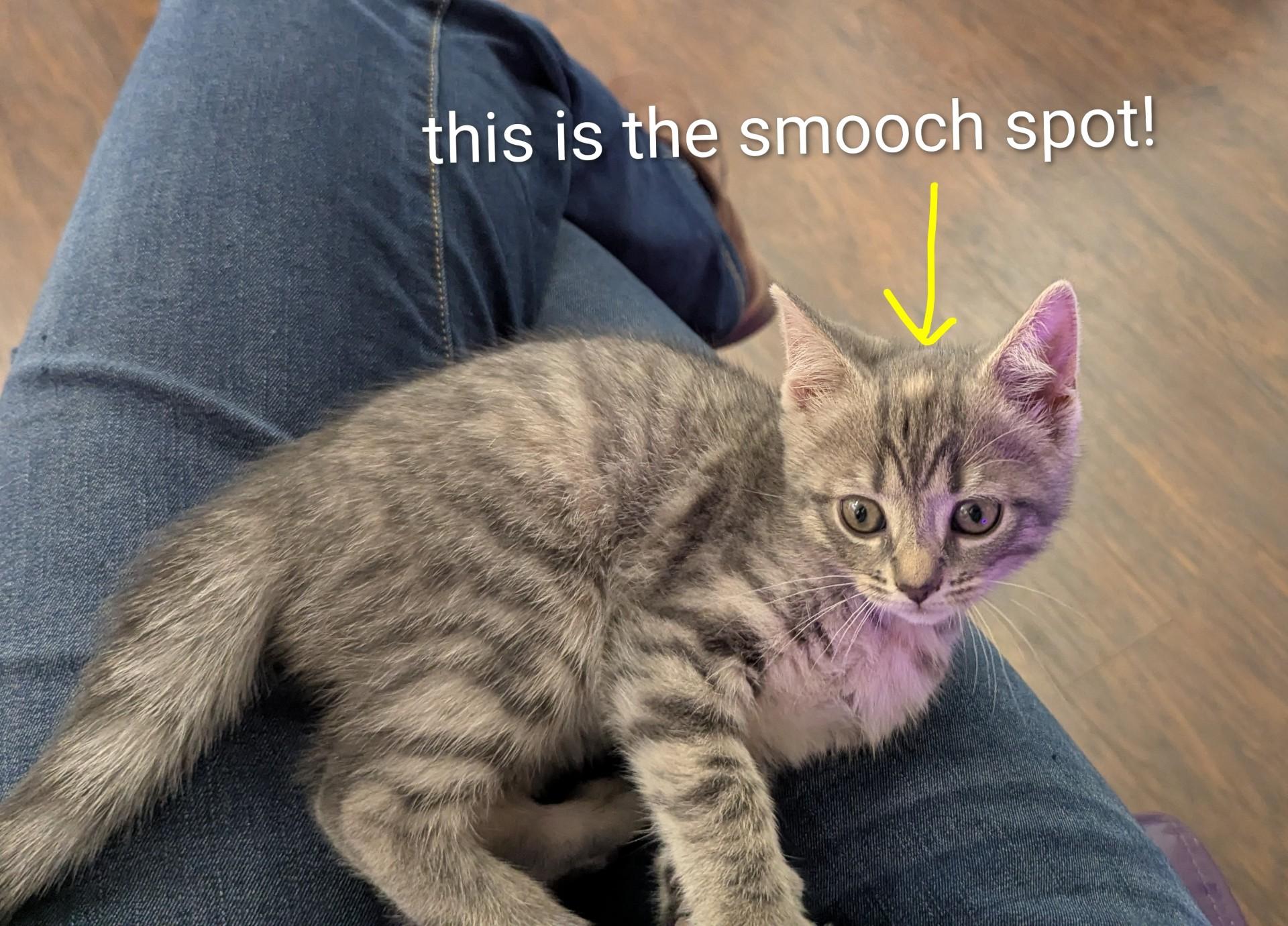 Cindy Brady, an adopted Domestic Short Hair in Floyd, VA image 1/6