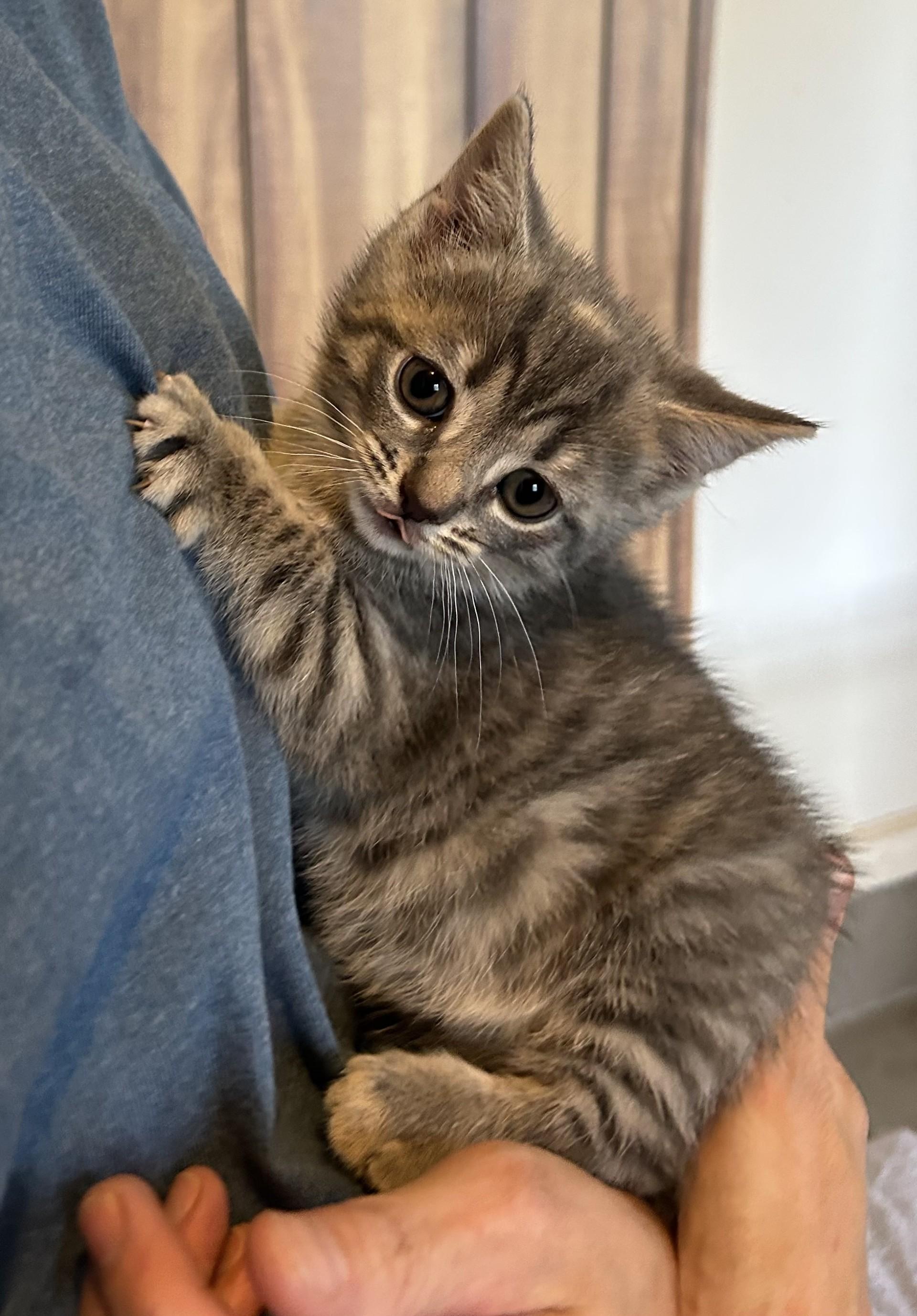 Cindy Brady, an adopted Domestic Short Hair in Floyd, VA image 4/6