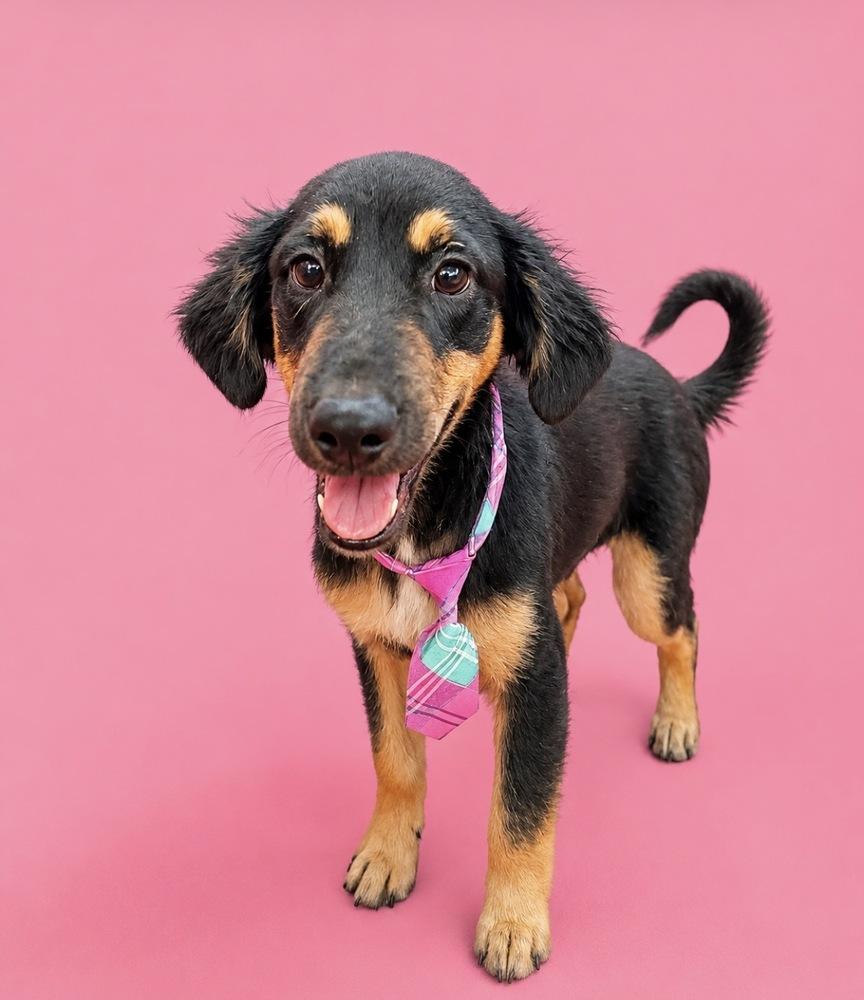 Duke, Adoptable, Puppy Male Black and Tan Coonhound.