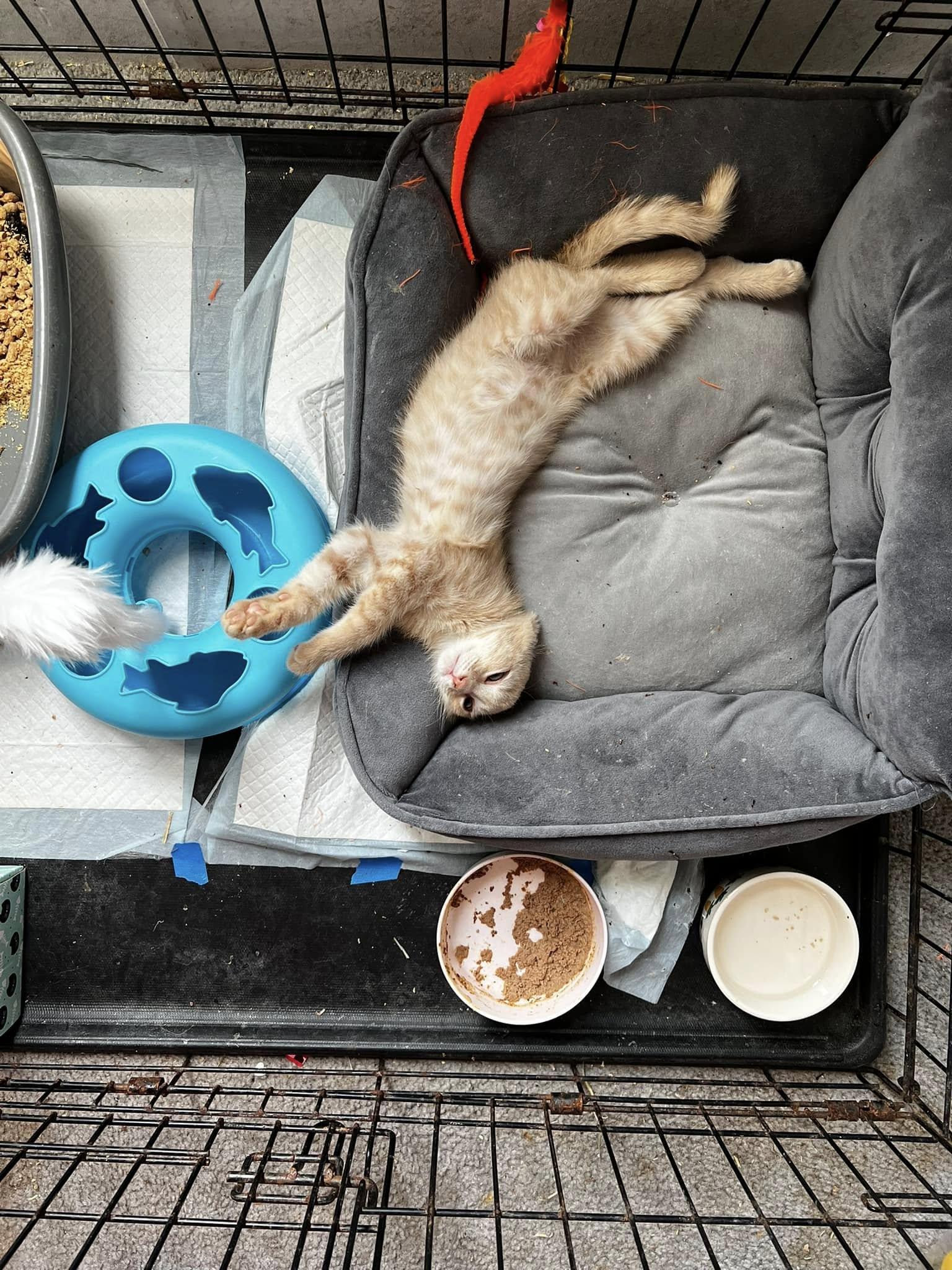 TAZ *Courtesy Post*, a Adoptable Domestic Short Hair in Statesboro, GA image 3/3