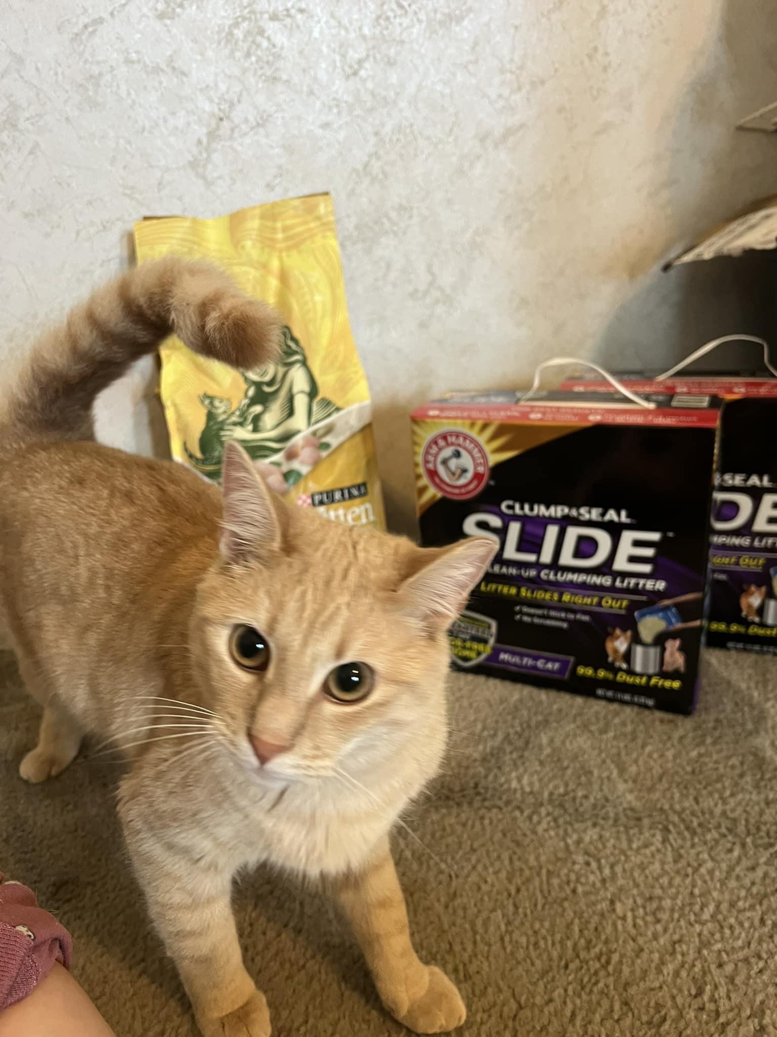 TAZ *Courtesy Post*, a Adoptable Domestic Short Hair in Statesboro, GA image 1/3