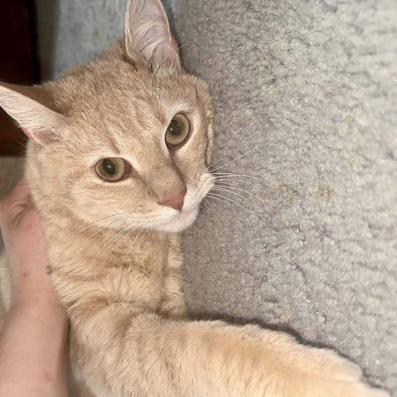 TAZ *Courtesy Post*, a Adoptable Domestic Short Hair in Statesboro, GA image 2/3