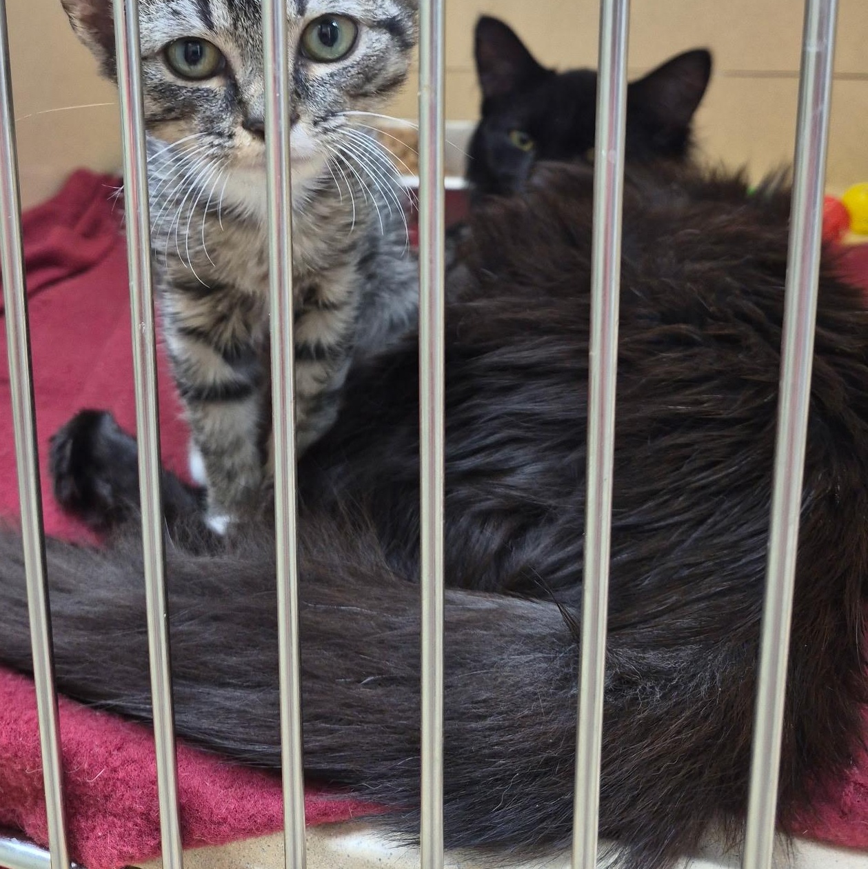 Enlarge Ju Ju Bee, a Adopted Domestic Long Hair in Clarksville, VA image 3/3