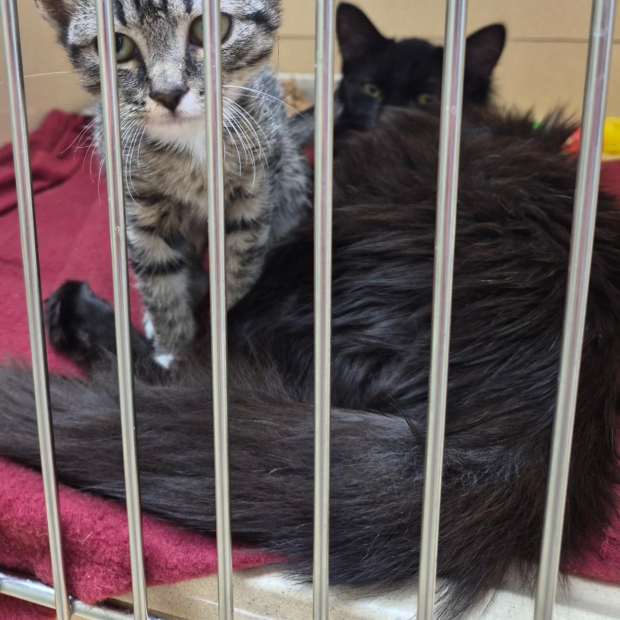 Enlarge Ju Ju Bee, a Adopted Domestic Long Hair in Clarksville, VA image 2/3