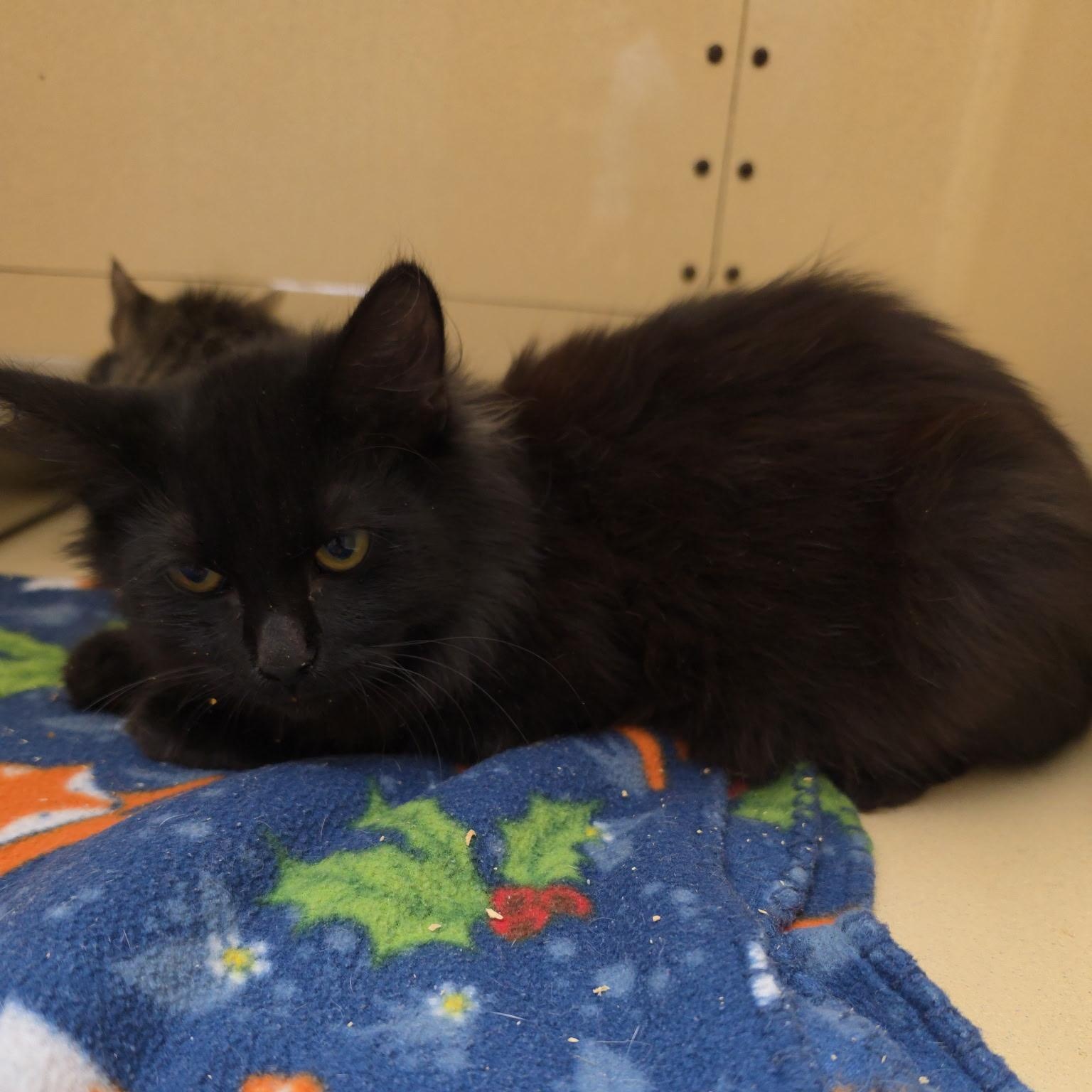 Ju Ju Bee, Adopted, Kitten Male Domestic Long Hair.