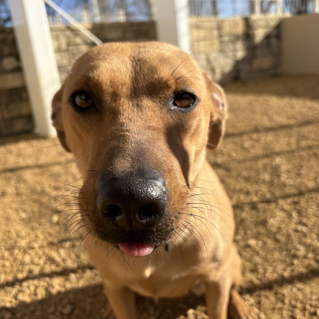 Bit, Adoptable, Young Female Mixed Breed.