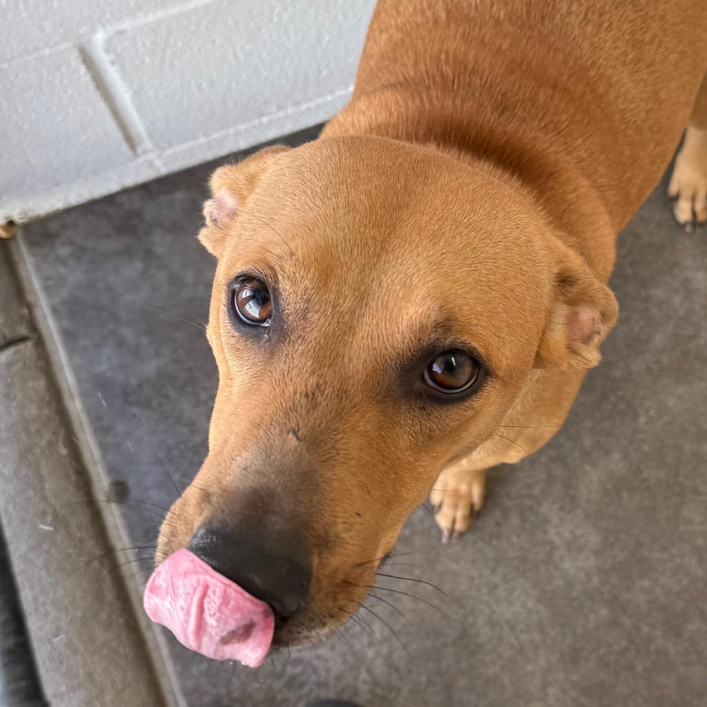Enlarge Bit, a Adoptable Mixed Breed in Bentonville, AR image 3/4