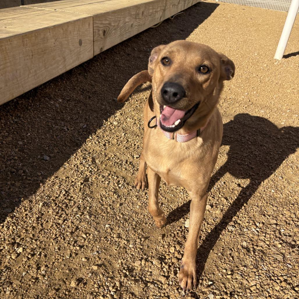 Enlarge Bit, a Adoptable Mixed Breed in Bentonville, AR image 4/4
