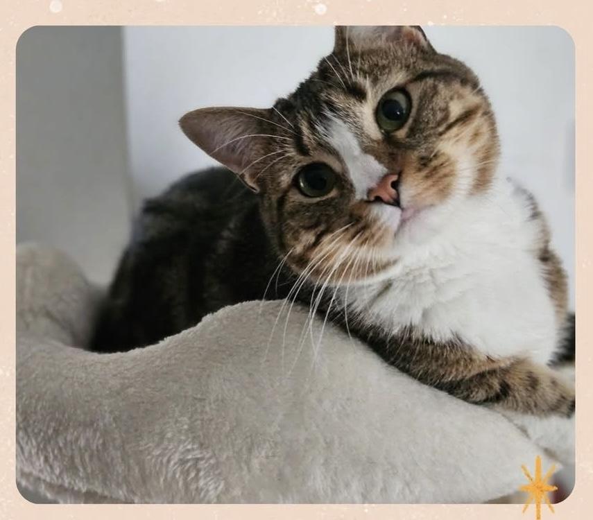 Amelia, a hold Tabby in Avondale, PA image 4/5