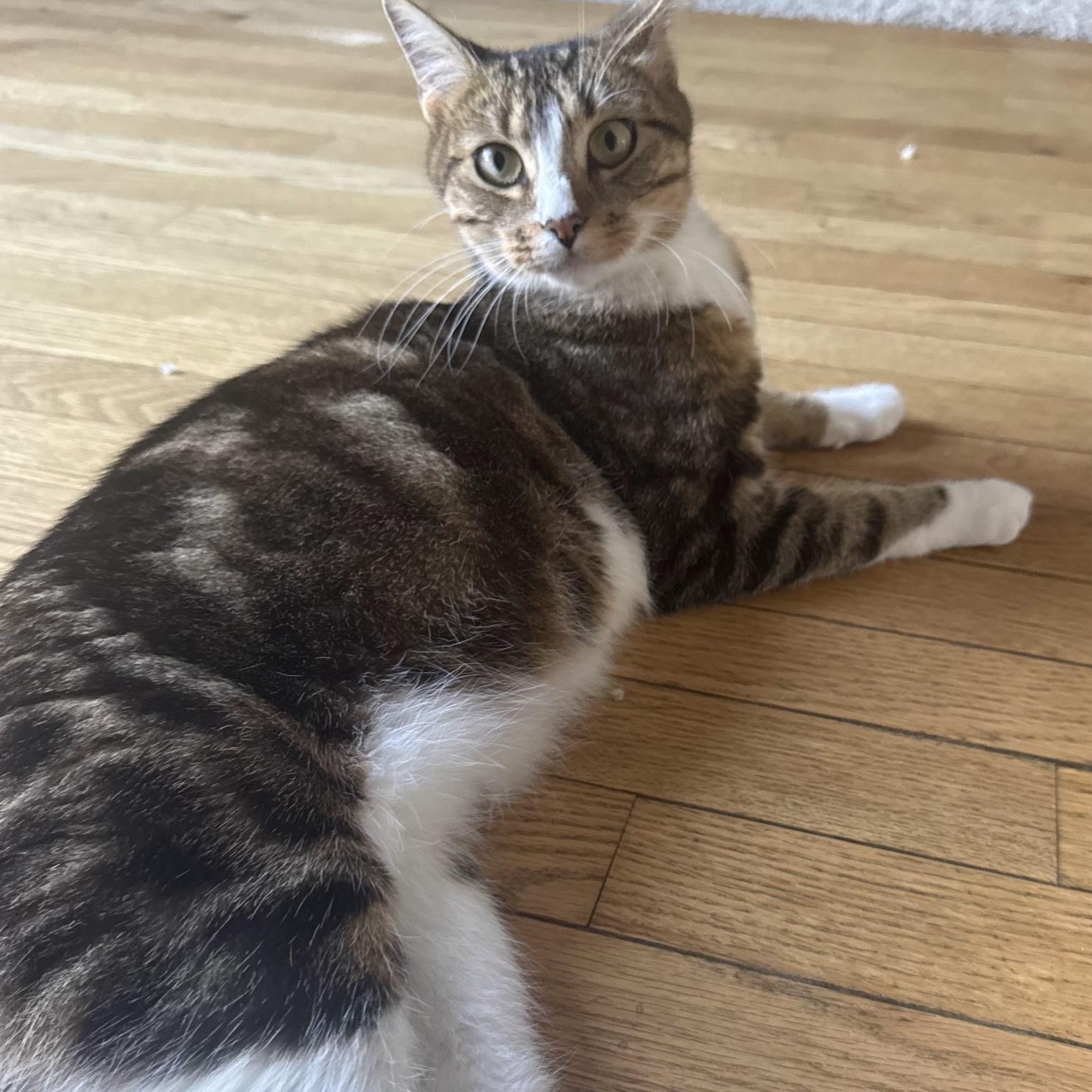 Amelia, a hold Tabby in Avondale, PA image 3/5