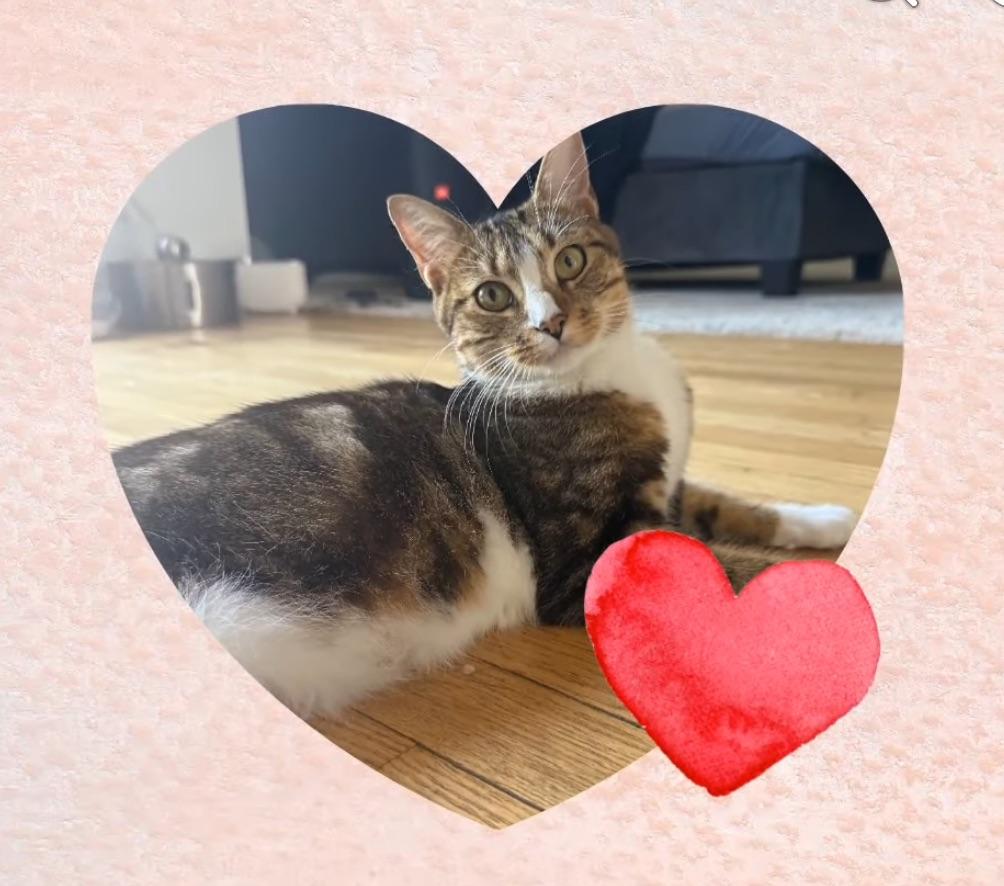 Amelia, a hold Tabby in Avondale, PA image 1/5