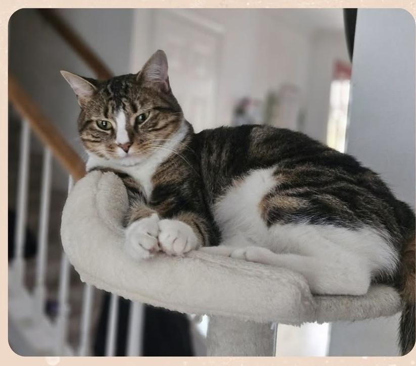 Amelia, a hold Tabby in Avondale, PA image 5/5