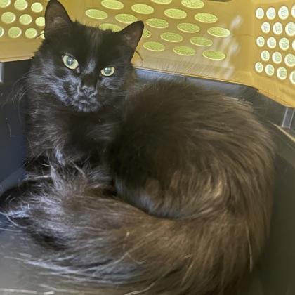 Enlarge Posh Spice, a Adoptable mixed breed in East Montpelier, VT image 1/1