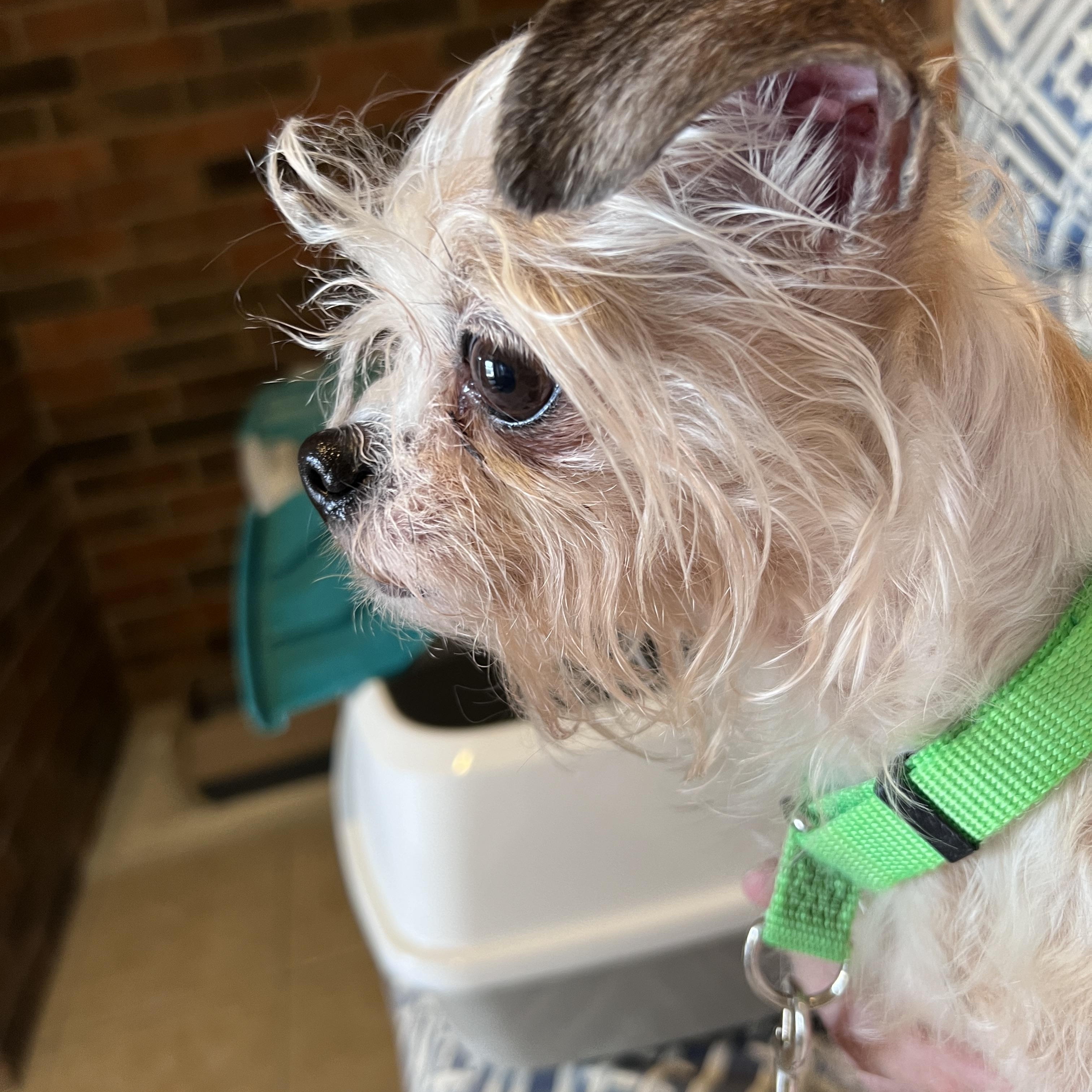 Enlarge Mandy, a Adoptable mixed breed in Granbury, TX image 1/6