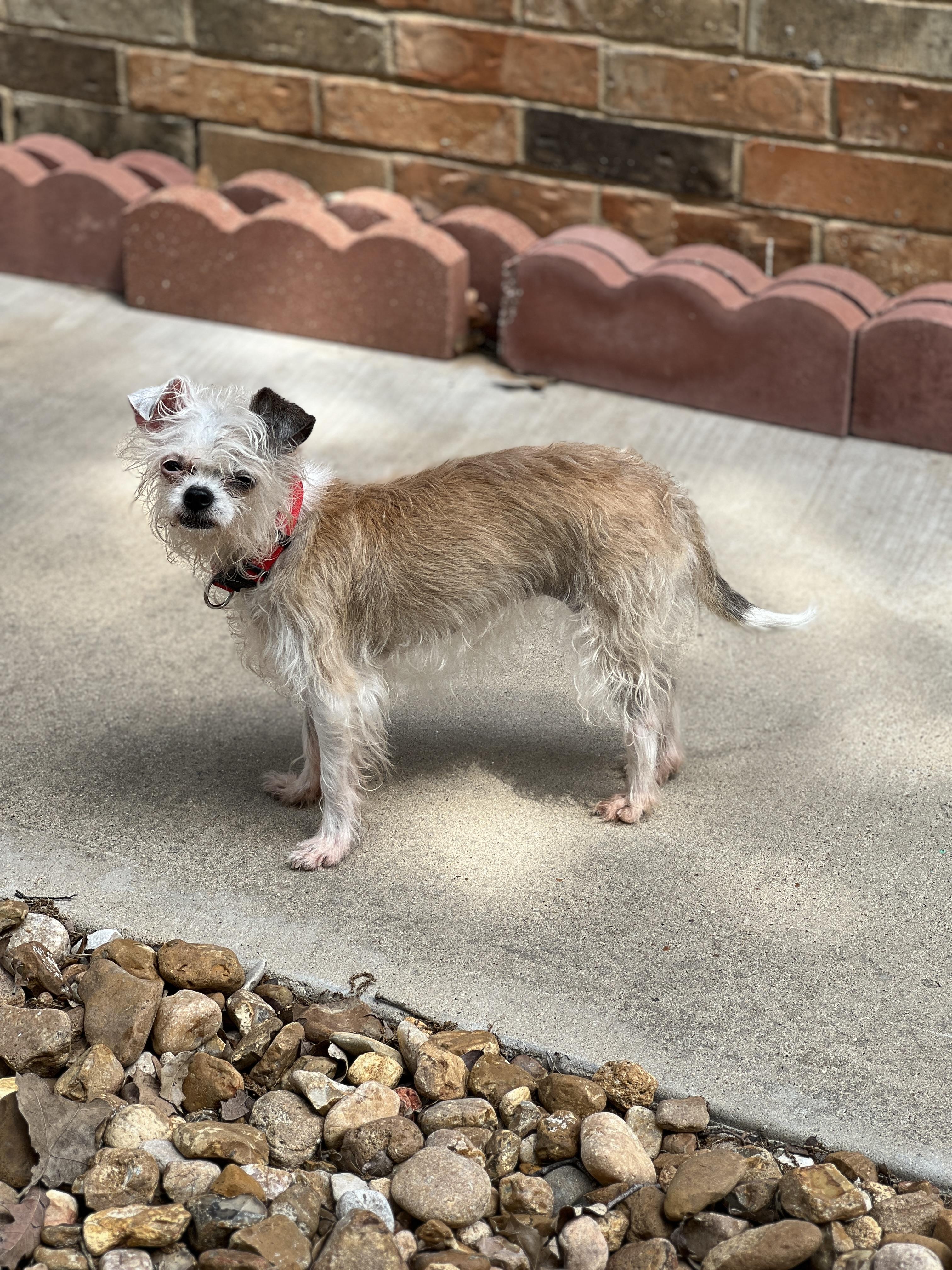 Mandy, Adoptable, Adult Female Chihuahua & Shih Tzu.