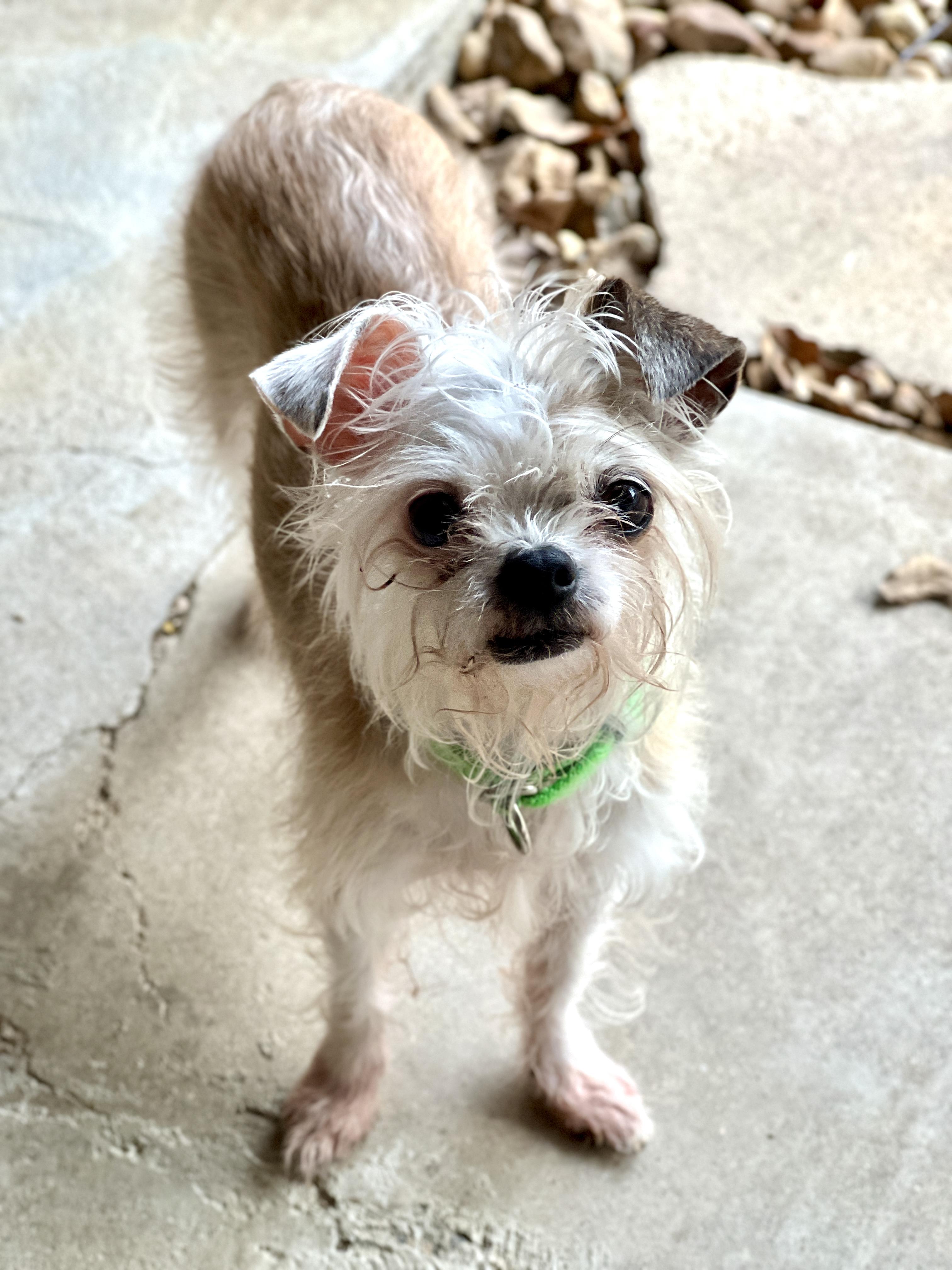 Enlarge Mandy, a Adoptable mixed breed in Granbury, TX image 3/6