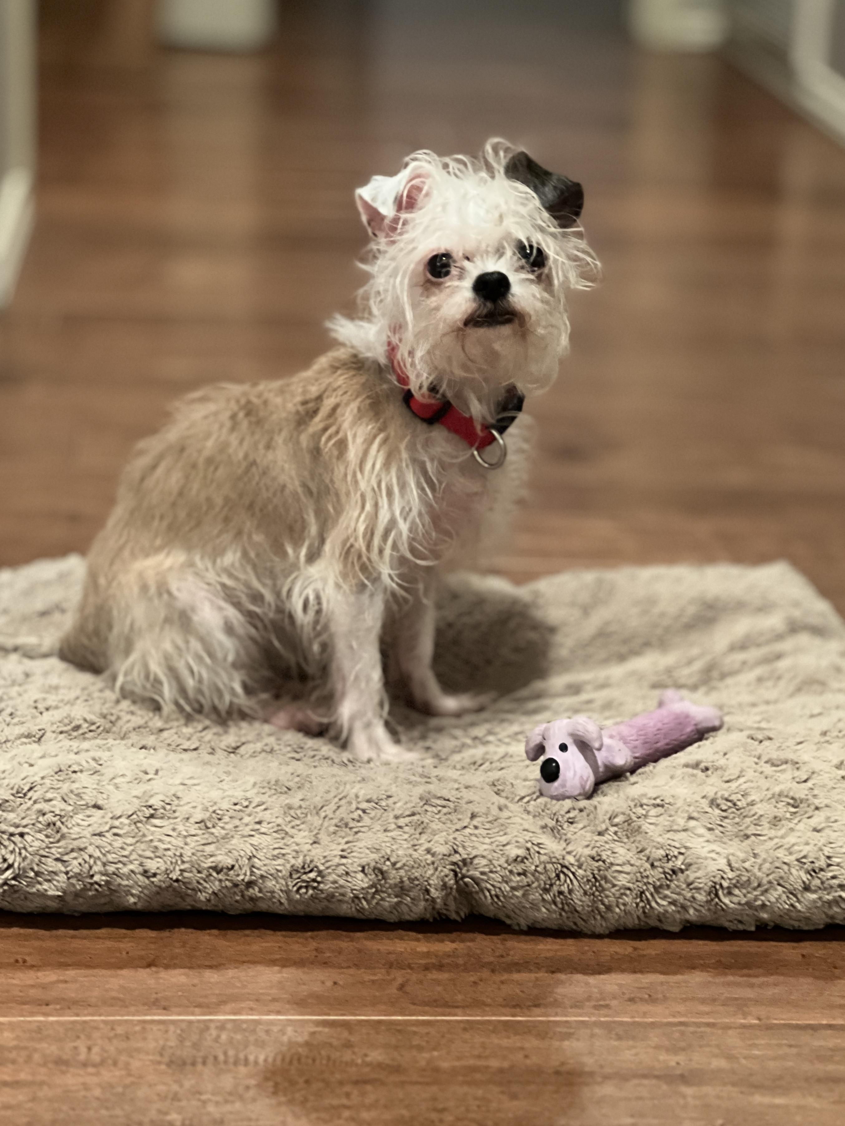 Enlarge Mandy, a Adoptable mixed breed in Granbury, TX image 4/6